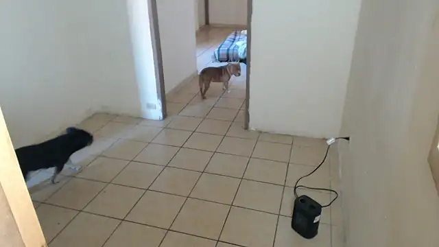 BlondZilla online show from 16, 12, 2025