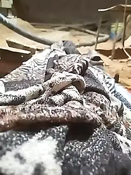 Snapshot of ParousFlow chatting on 11, 10, 2025 ParousFlow online show from 11, 10, 2025