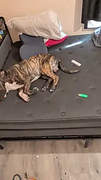 Snapshot of Cnutt310 chatting on 2, 3, 2026 Cnutt310 online show from 2, 3, 2026