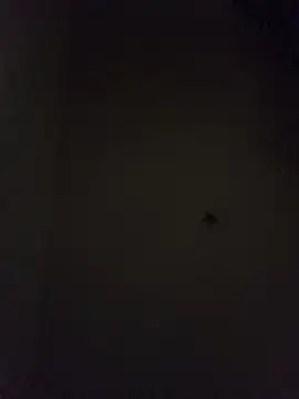 WaiterZim online show from 25, 5, 2026