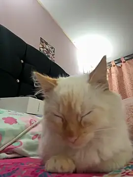 Snapshot of saranghae_ chatting on 11, 11, 2025 saranghae online show from 11, 11, 2025