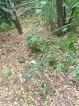 pegaso369 online show from 17, 10, 2025