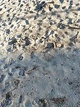 pegaso369 online show from 3, 11, 2025