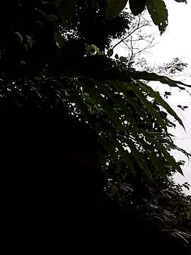 Snapshot of linda_bae00 chatting on 5, 11, 2025 linda bae00 online show from 5, 11, 2025