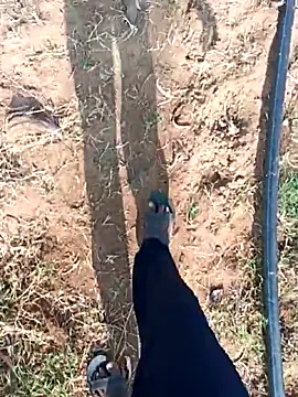 dolphiinn online show from 25, 2, 2026