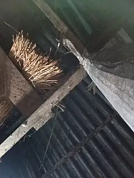  Helala  online show from 17, 10, 2025