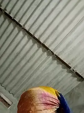 Payal950 online show from 17, 1, 2026