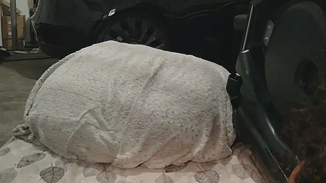 Snapshot of Gmajor chatting on 15, 12, 2025 Gmajor online show from 15, 12, 2025