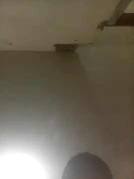 Bebicho14 online show from 4, 4, 2026