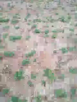 Snapshot of Susila_ji chatting on 17, 7, 2026 Susila ji online show from 17, 7, 2026
