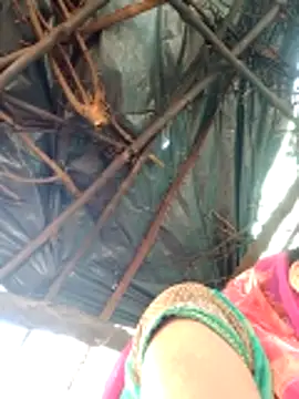 H seema online show from 12, 4, 2026