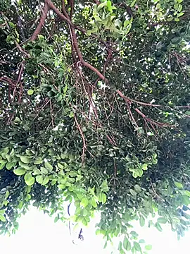 Boy hot- online show from 20, 2, 2026