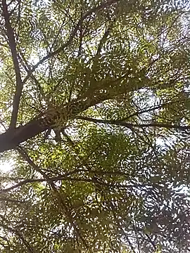 ipvk online show from 8, 4, 2026