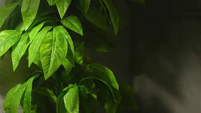 WaiMarxen online show from 19, 9, 2025