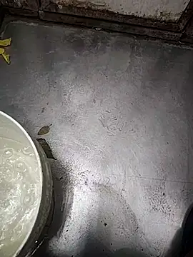 telugumodda4396 online show from 12, 11, 2025