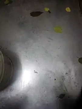 telugumodda4396 online show from 13, 11, 2025