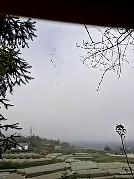 miomio-12 online show from 7, 11, 2025