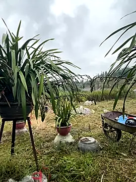 miemie-xx online show from 17, 11, 2025