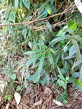 Snapshot of jerry-xx chatting on 29, 10, 2025 jerry-xx online show from 29, 10, 2025