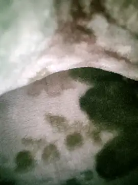 Anchal-8798 online show from 12, 1, 2026