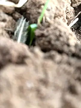 Snapshot of DirtybhabhiGoal chatting on 22, 11, 2025 DirtybhabhiGoal online show from 22, 11, 2025