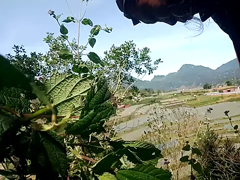 Snapshot of nui-show chatting on 7, 11, 2025 nui-show online show from 7, 11, 2025