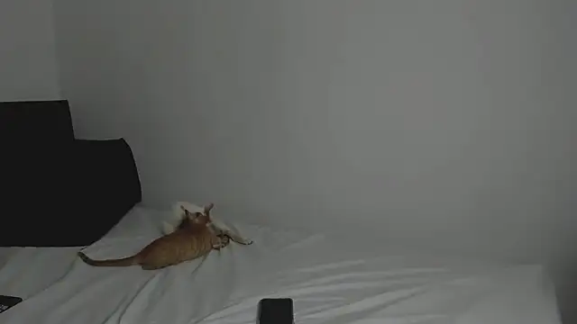 tifanymonroe online show from 30, 10, 2025