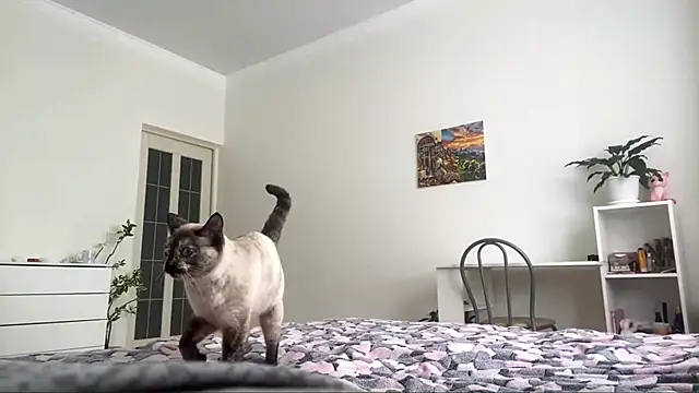 GingerMikos online show from 6, 11, 2025