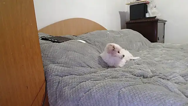 Snapshot of MissyDior8 chatting on 4, 2, 2026 MissyDior8 online show from 4, 2, 2026