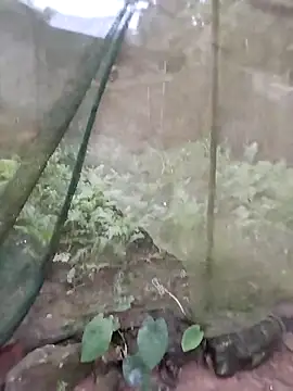 Snapshot of gugu0022 chatting on 25, 2, 2026 gugu0022 online show from 25, 2, 2026