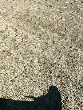 Snapshot of ratemydickbabe chatting on 1, 12, 2025 ratemydickbabe online show from 1, 12, 2025