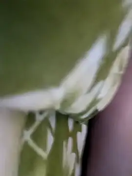 Snapshot of Aalam_0890 chatting on 15, 12, 2025 Aalam 0890 online show from 15, 12, 2025