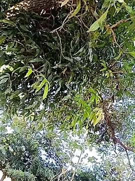 Snapshot of Avejkhan1630 chatting on 14, 12, 2025 Avejkhan1630 online show from 14, 12, 2025