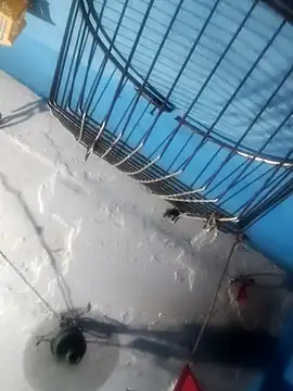 Akanksha soni online show from 13, 4, 2026