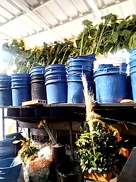 Almeyjose online show from 13, 1, 2026