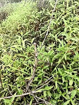 Sheela Sex90 online show from 16, 4, 2026