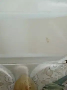 Pagelboy 089 online show from 19, 3, 2026