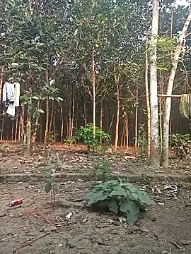 Nuna 689 online show from 31, 3, 2026