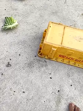 rubitrides11 online show from 7, 2, 2026