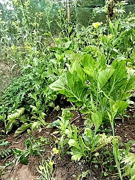 ngocbao11 online show from 26, 2, 2026