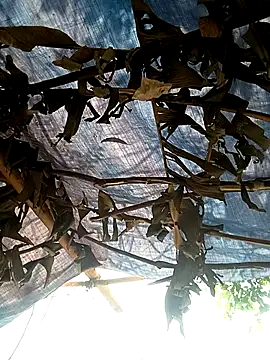 Mizu-hotshow online show from 11, 4, 2026