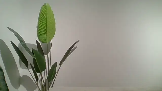Couple qc online show from 25, 5, 2026
