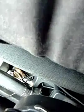 LifeLineSL online show from 4, 3, 2026