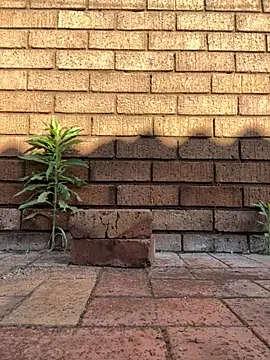 ZeusBlackDick online show from 1, 11, 2025