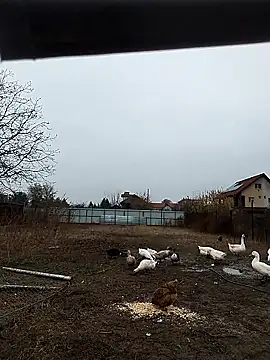 sarpe4 online show from 8, 11, 2025