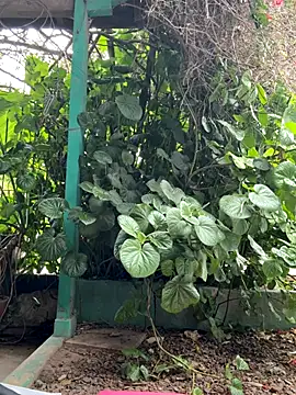 sofy alone online show from 17, 10, 2025