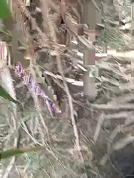 FinableKnee online show from 18, 9, 2025