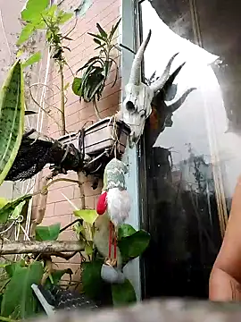 Snapshot of k_lebannon chatting on 9, 2, 2025 k lebannon online show from 9, 2, 2025