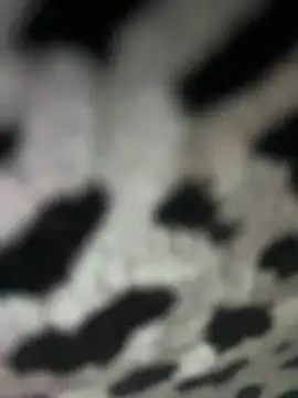 Sarita-candy online show from 31, 1, 2025