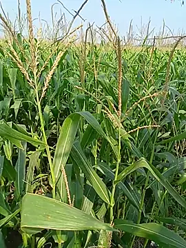 kummuduabbai online show from 12, 4, 2026